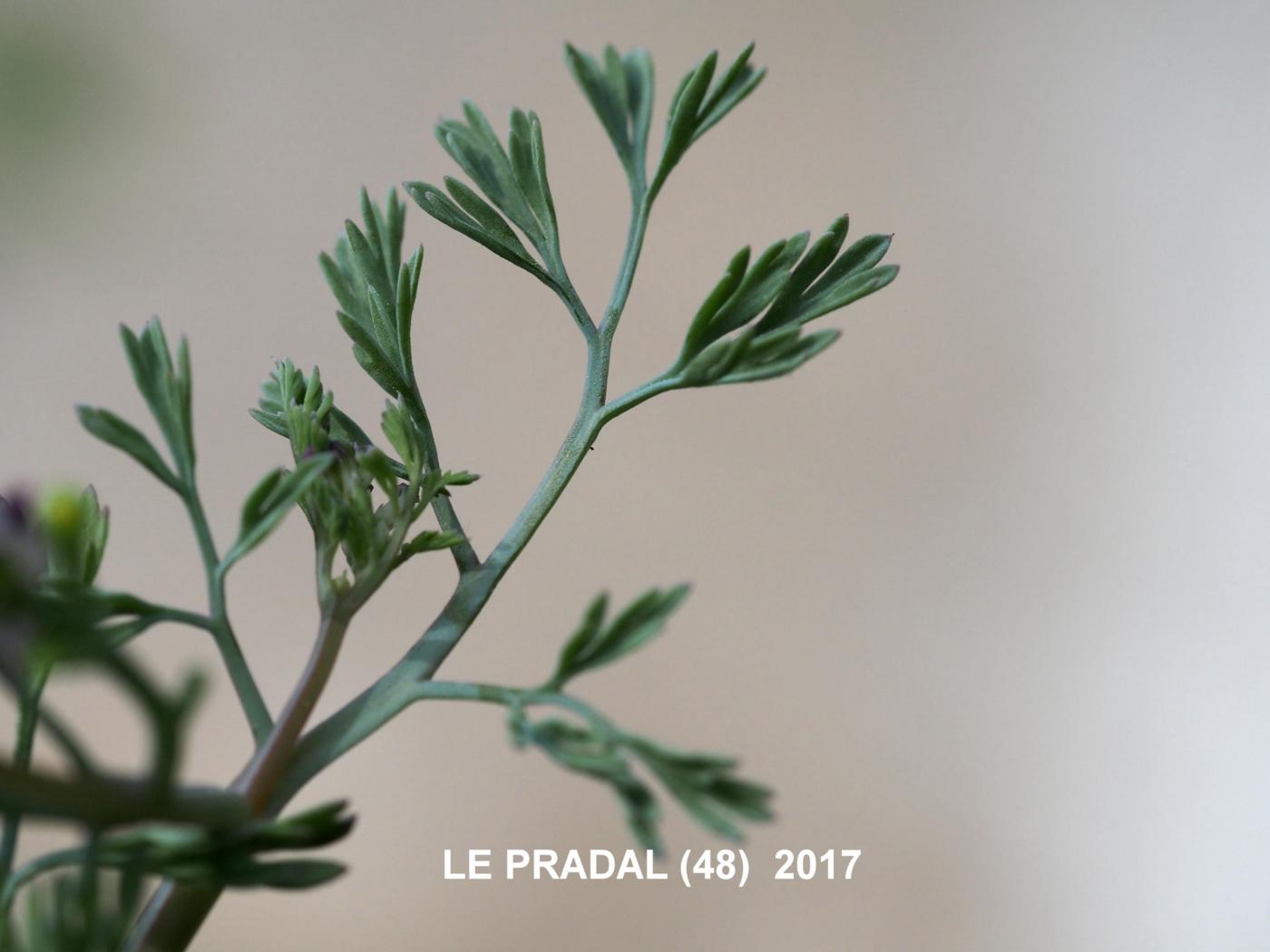 Fumitory, Small-flowered leaf